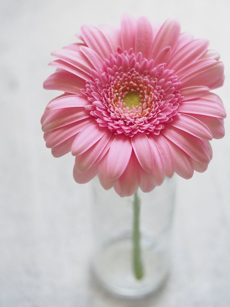 Beautiful pink gerbera daisy in a glass vase on a white background, showcasing delicate petals and vibrant color.