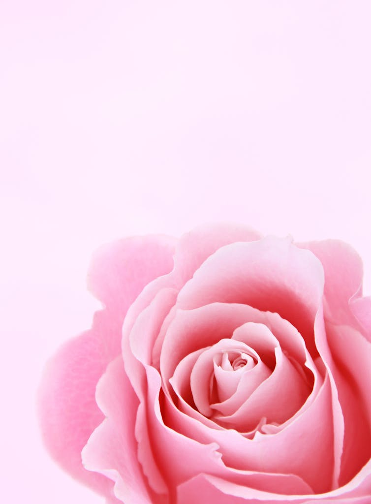 Close-up of a pink rose bloom on a soft pink background, perfect for floral designs.